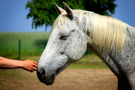 Love for animals animal nature