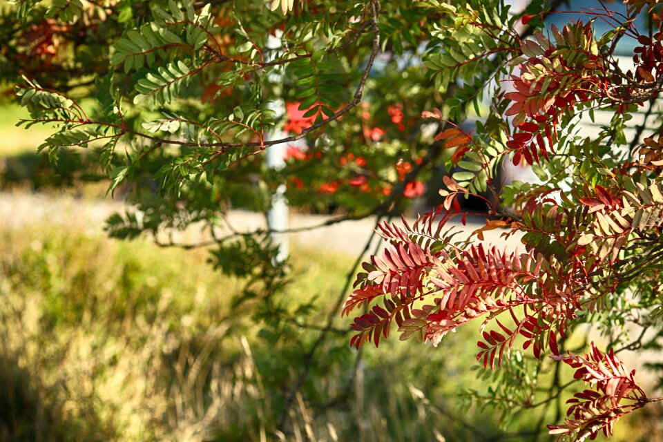 Fall nature red