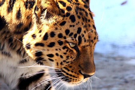 Wild cat dangerous beast