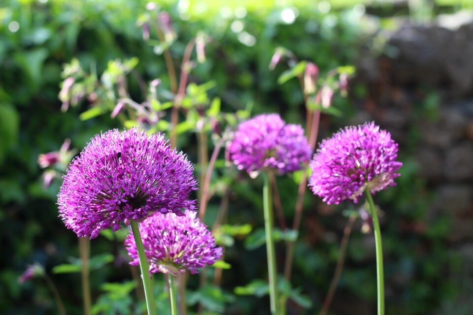 Purple plant spring