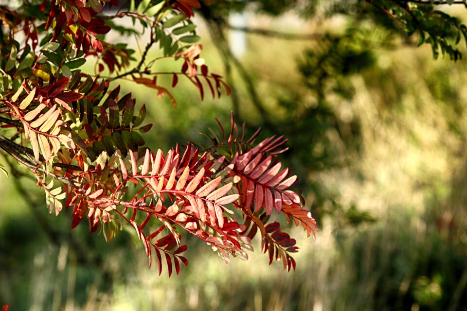 Autumn fall nature