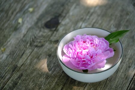 Physio peony rose