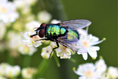 Diptera fly close up