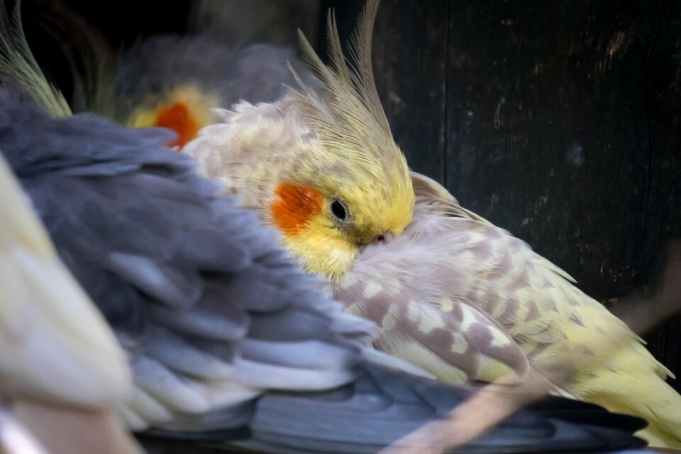 Spring bonnet sleep rest