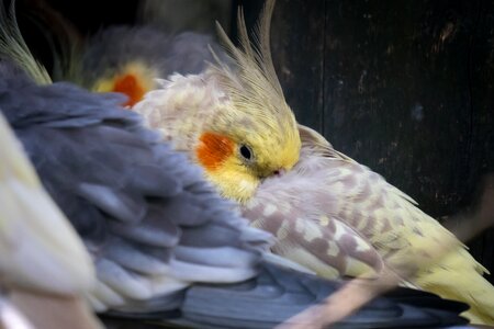 Spring bonnet sleep rest