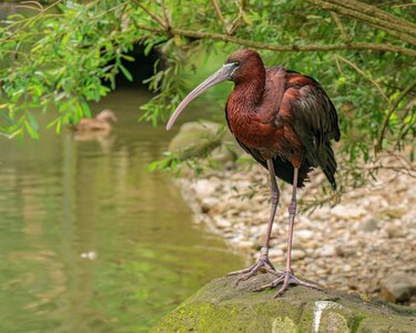 Eastern bill animal