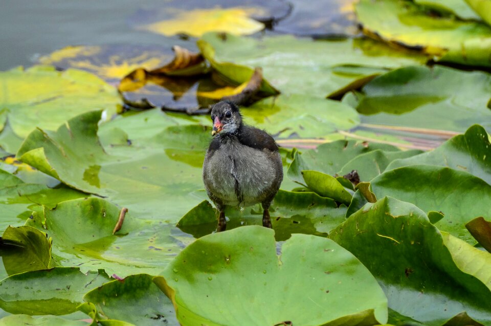 Moorhen young bird