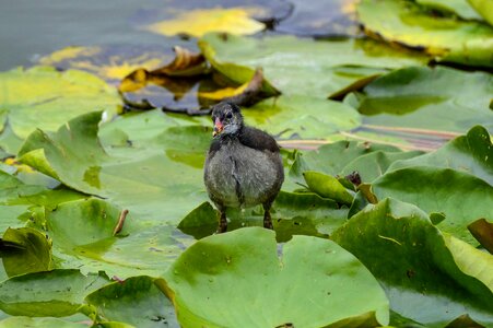 Moorhen young bird photo