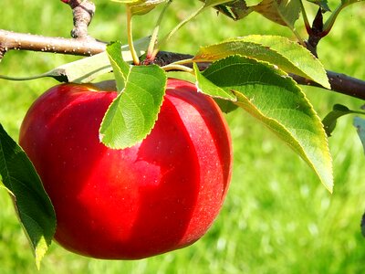 Thanksgiving orchard apfelernte