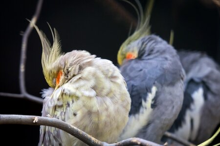 Spring bonnet sleep rest photo