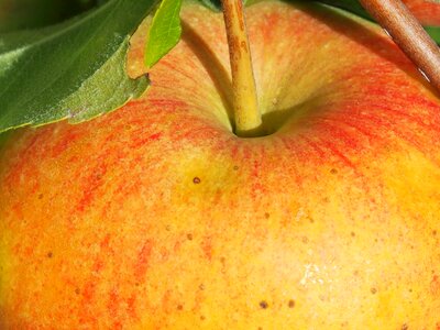 Harvest thanksgiving orchard