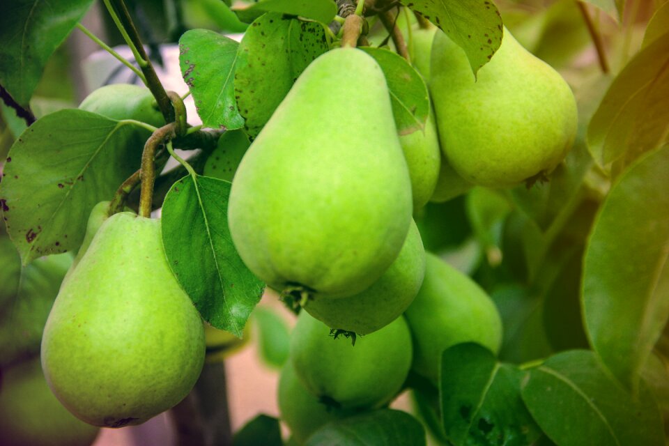 Green garden pears