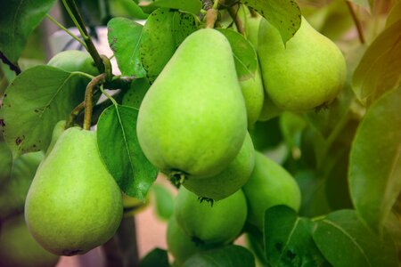 Green garden pears