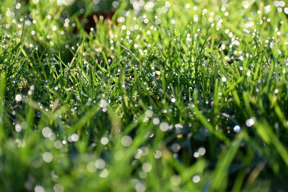 Rain green rain green light