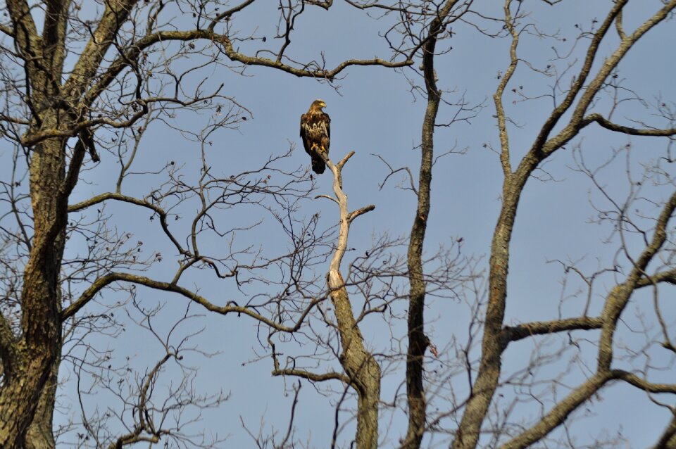 Sky wildlife nature