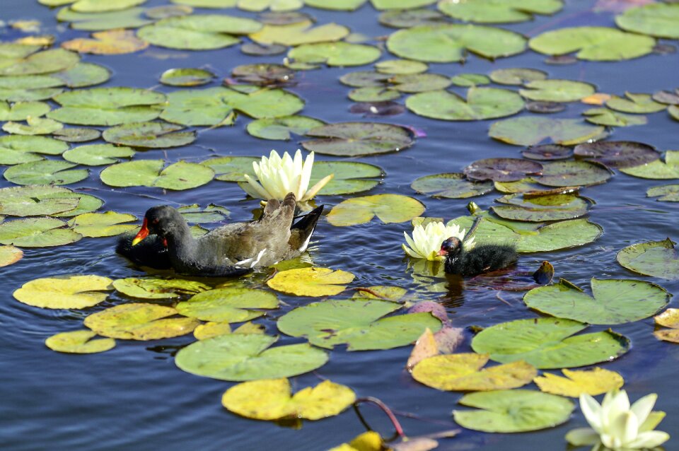 Moorhen young bird