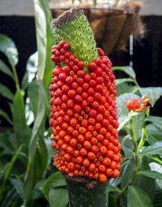 Nature greenhouse corpse flower plant