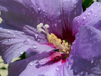 Flower purple pistil photo
