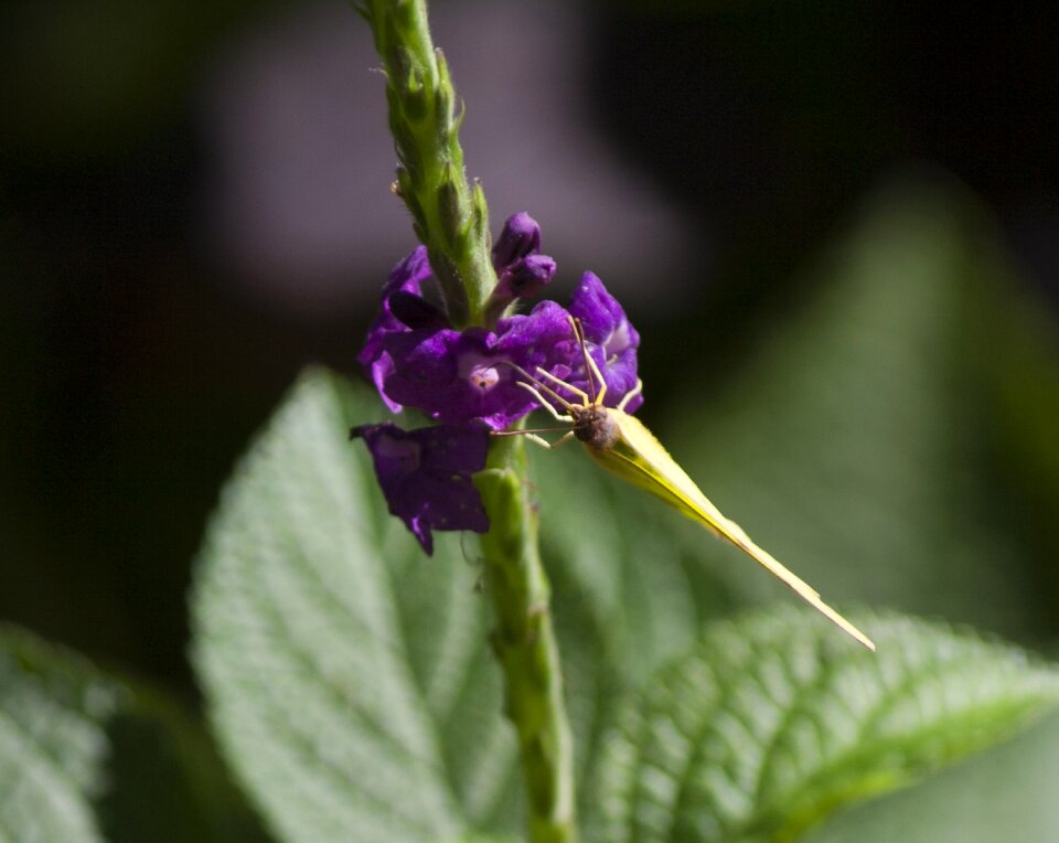 Nectar insect animal