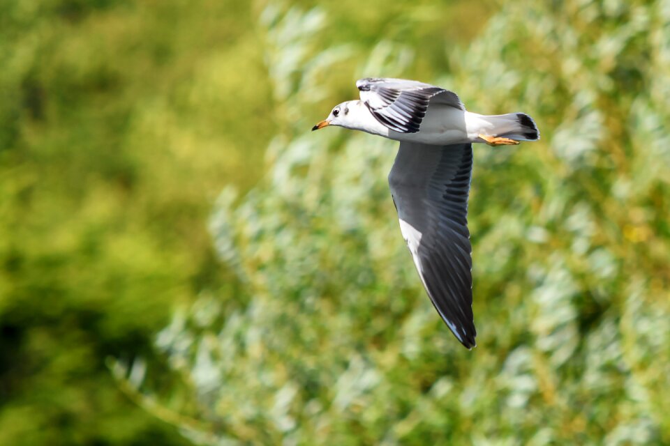 Flight wings seagull