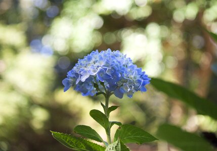 Nature garden plant