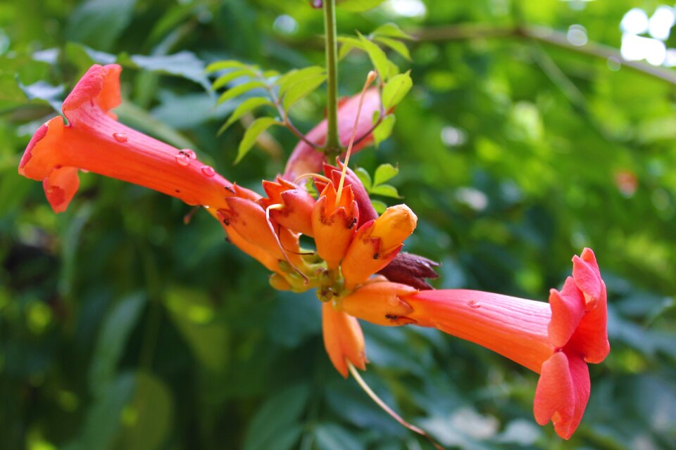 Bloom orange bell shaped