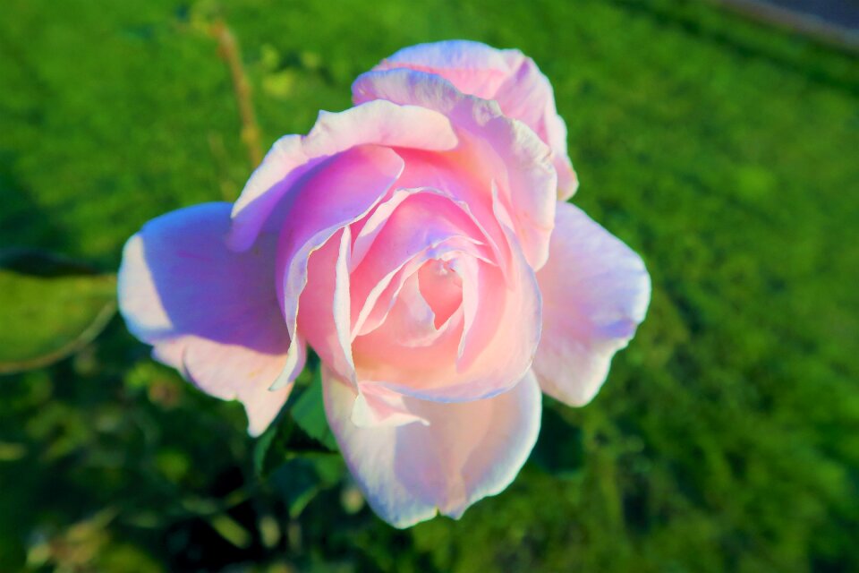 Delicate romance plant