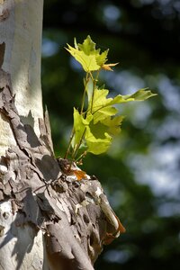Nature leaves close up
