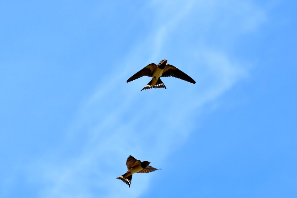 Dovetail bird flying