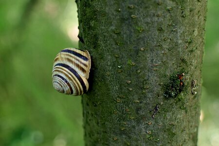 Snail shell invertebrates fauna photo