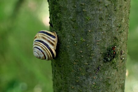 Snail shell invertebrates fauna