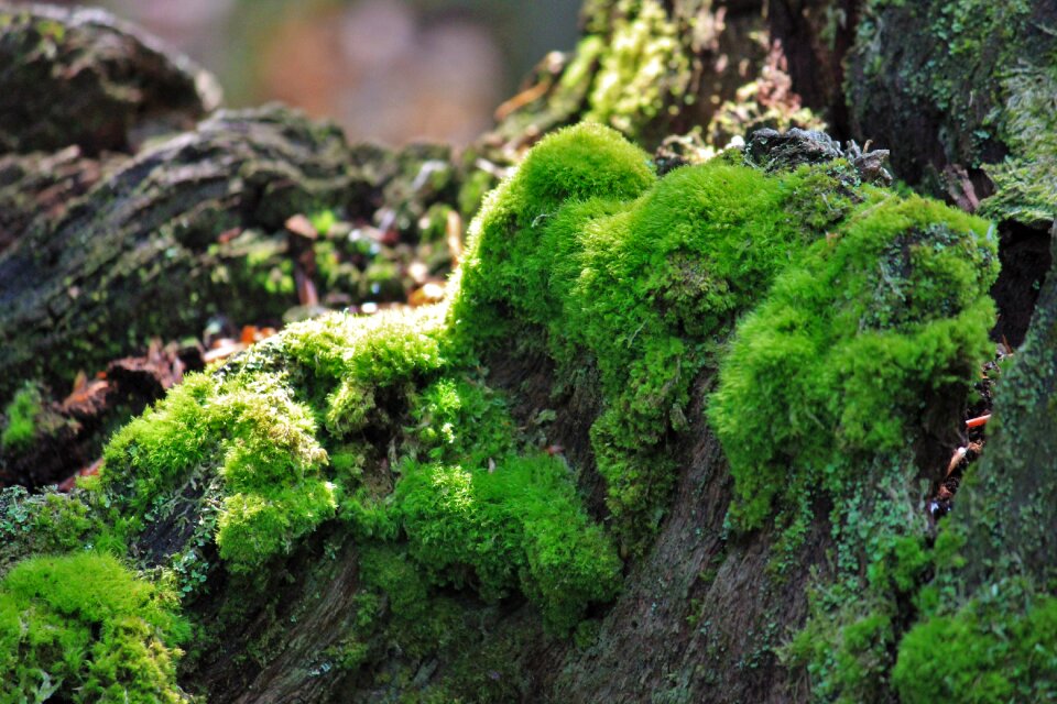 Forest tree green