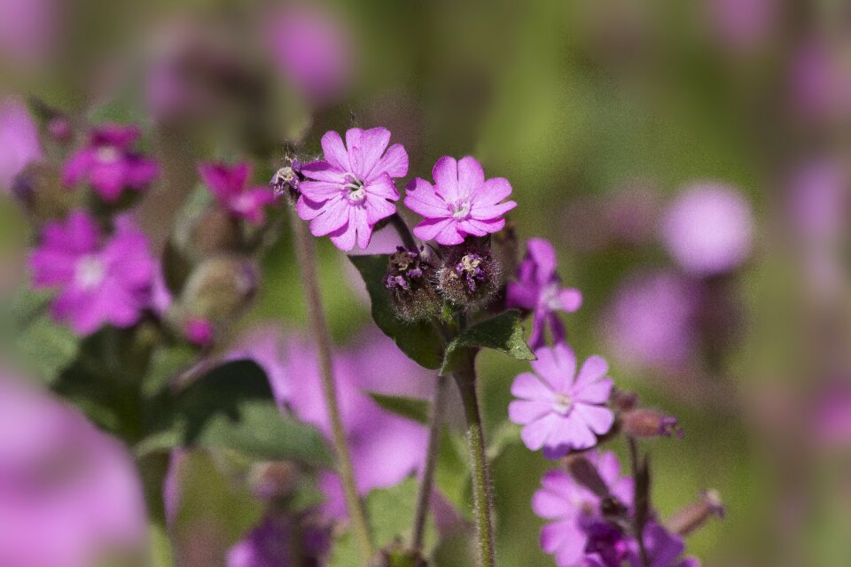 Red melandrium red waldnelke day red campion