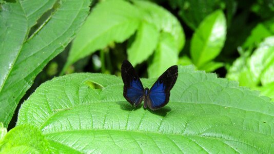 Blue leaf insect photo