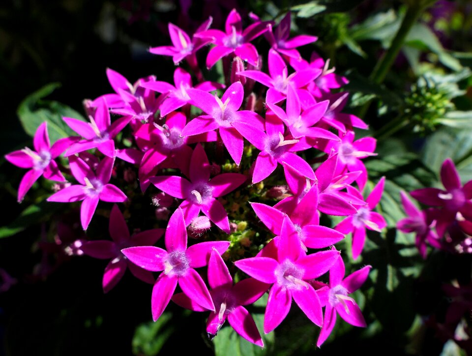 Garden nature plant