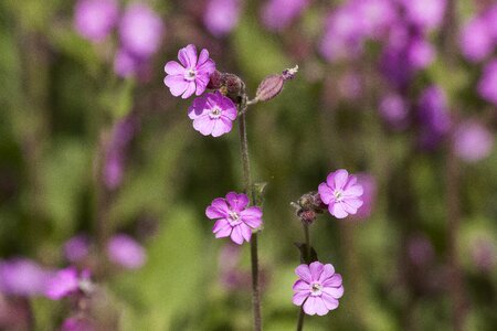 Red melandrium red waldnelke day red campion