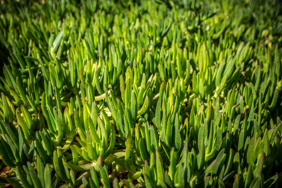 Macro wild herbs calm