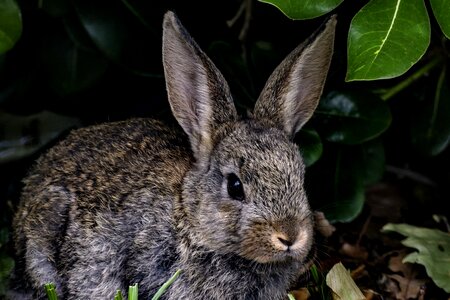 Nature wildlife mammal photo