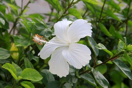 Kembang plant tanaman