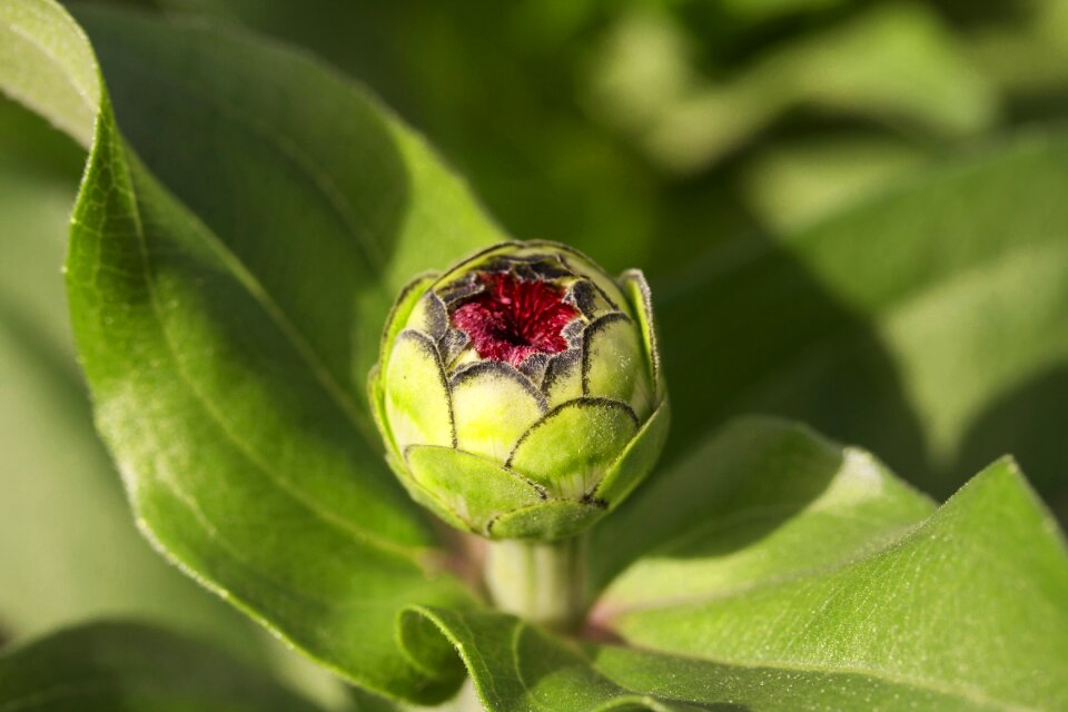 Green macro seed