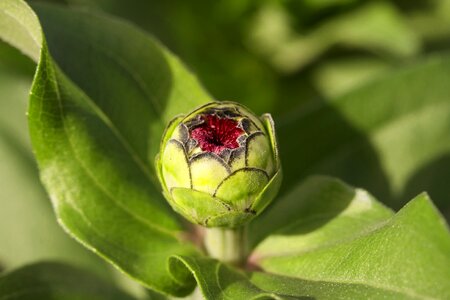 Green macro seed photo