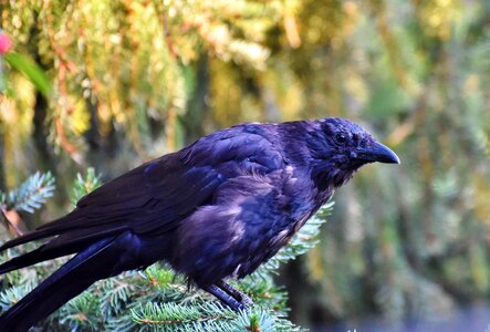 Bird common raven jackdaw
