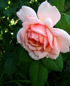 Plant garden nature