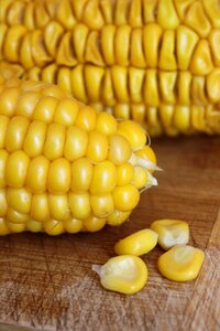 Yellow harvest corn on the cob
