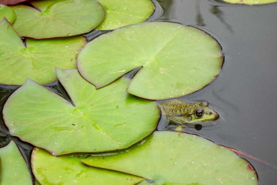 Green water lilies nature