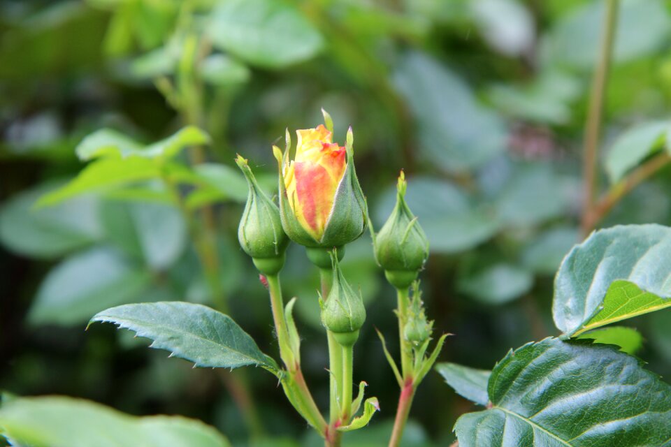 Yellow rose pink pink button