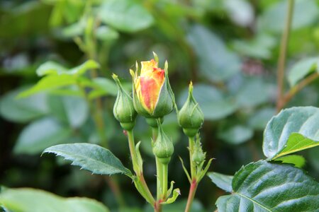 Yellow rose pink pink button