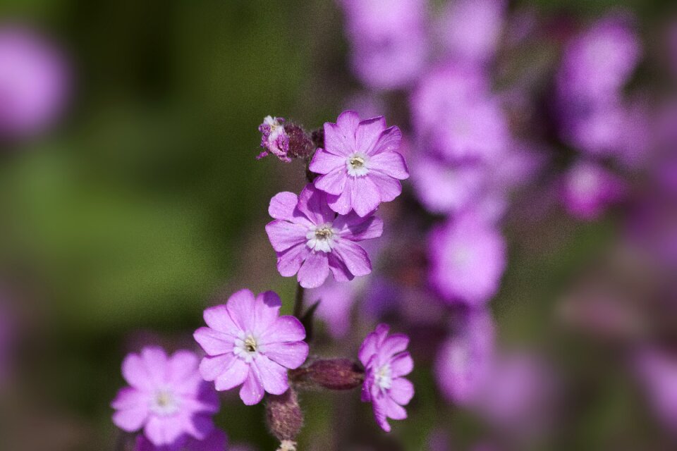 Red melandrium red waldnelke day red campion