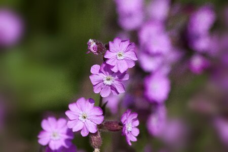 Red melandrium red waldnelke day red campion