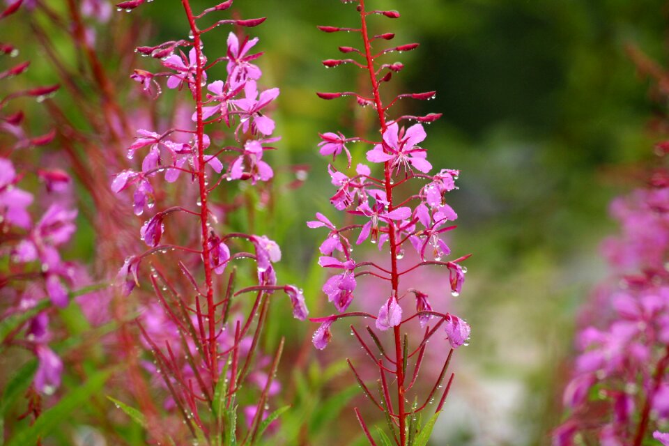 Summer vegetation figure